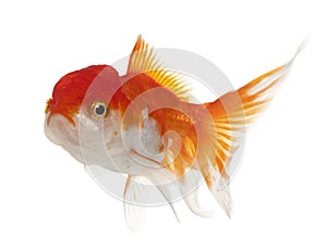 Lionhead goldfish, Carassius auratus