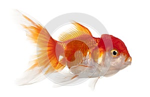 Lionhead goldfish, Carassius auratus