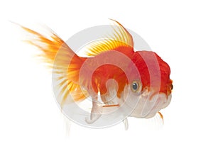 Lionhead goldfish, Carassius auratus