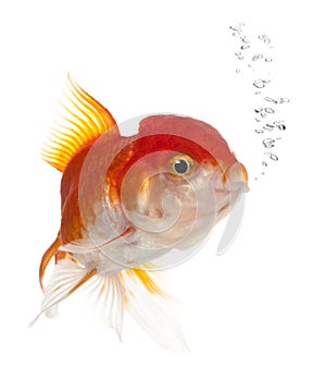 Lionhead goldfish, Carassius auratus