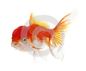 Lionhead goldfish, Carassius auratus