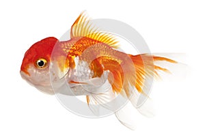 Lionhead goldfish, Carassius auratus