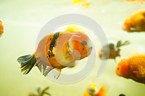The lionhead goldfish swim in the pool, in the aquarium.