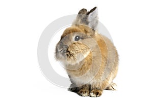 Lionhead Rabbit