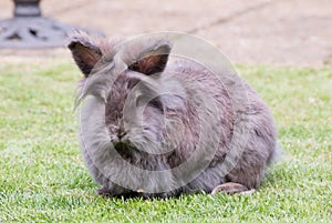 Lionhead rabbit