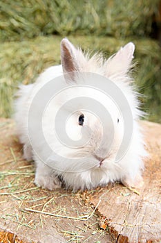 Lionhead rabbit