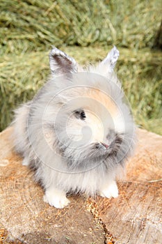 Lionhead rabbit