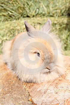 Lionhead rabbit