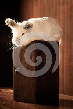 Lionhead Rabbit on a Box