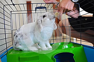 Lionhead rabbit eating in cage