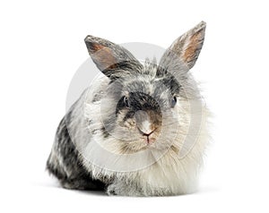Lionhead rabbit and looking at camera