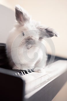 Lionhead Rabbit on a Piano