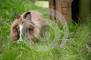 Lionhead rabbit in the yard with the small wooden house in the background