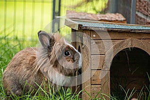 Lionhead rabbit in the yard smelling its small wooden house