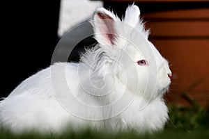 Lionhead white rabbit with blue eyes lying on the grass