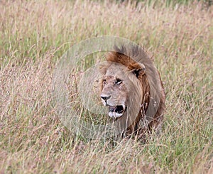 Lionin kenya stalking through the grass