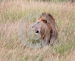 Lionin kenya stalking through the grass