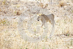 Lionness wondering the hot African savannah