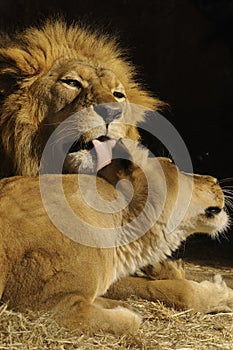 Leones 