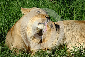 Lions photo