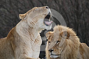 Lions