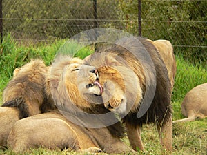 Lions