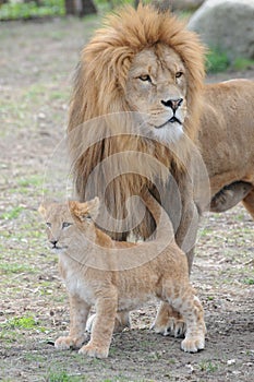 Lions photo