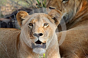 Lions photo