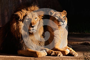 Male and female lions resting photo