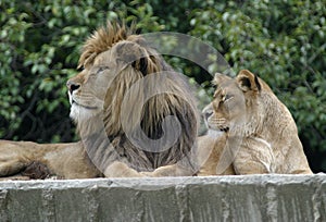 Lions