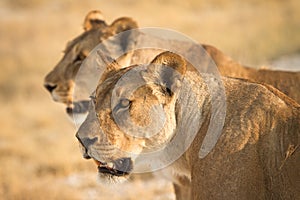 Lions photo