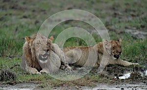 Lions