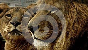 Lions photo