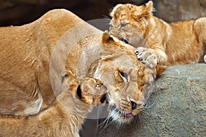 Lions