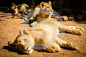 Lions photo