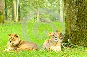 Lions