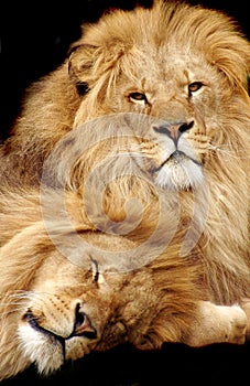 Leones 