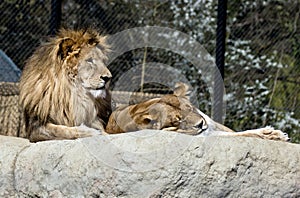 Lions