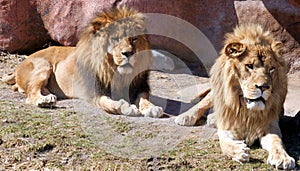 Lions photo