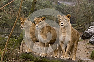 Lions