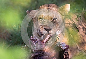 Lions of Africa in the savannah of Masaimara