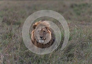 Lions of Africa in the savannah of Masaimara