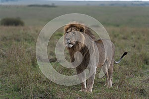 Lions of Africa in the savannah of Masaimara