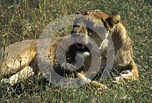 Lions in the African savannah