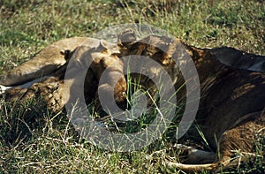 Lions in the African savannah