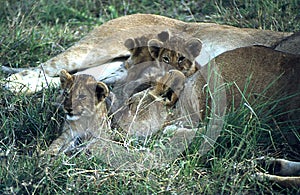 Lions in the African savannah