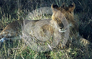 Lions in the African savannah