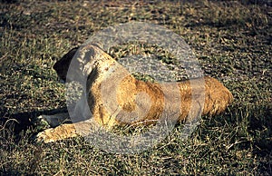 Lions in the African savannah