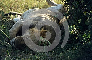 Lions in the African savannah