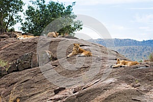 Lions on african savannah in Masai mara